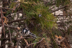 Aegithalos caudatus europaeus
