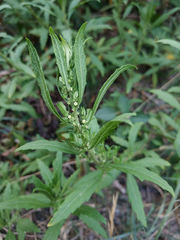Dysphania ambrosioides