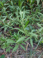 Dysphania ambrosioides