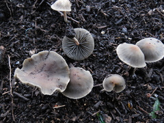 Mycena aetites