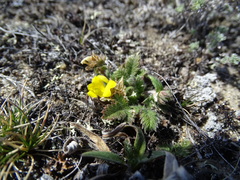 Potentilla arenosa