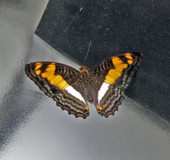 Adelpha thesprotia