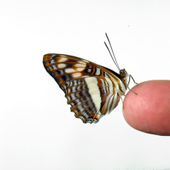 Adelpha thesprotia