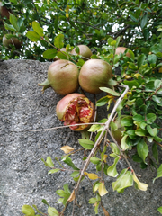 Punica granatum