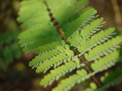 Hultholia mimosoides