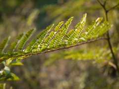 Hultholia mimosoides