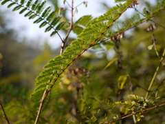 Hultholia mimosoides