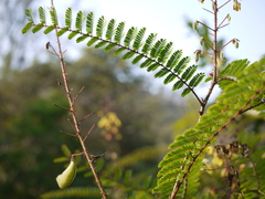 Hultholia mimosoides