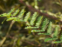 Hultholia mimosoides