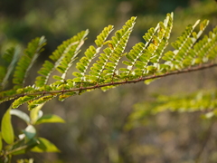 Hultholia mimosoides