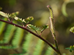 Hultholia mimosoides
