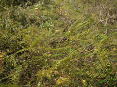 Hultholia mimosoides