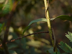 Hultholia mimosoides