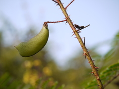 Hultholia mimosoides
