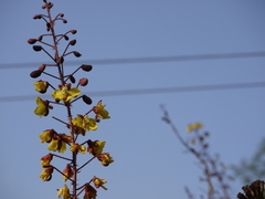 Hultholia mimosoides