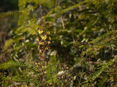 Hultholia mimosoides