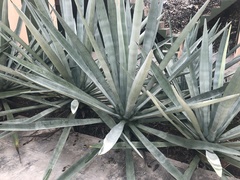 Agave fourcroydes