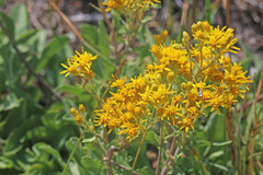 Solidago nana