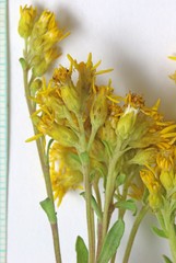 Solidago nana