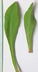 Solidago nana