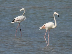 Phoenicopterus roseus