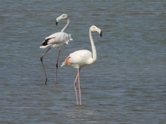 Phoenicopterus roseus