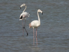 Phoenicopterus roseus