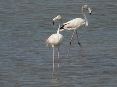 Phoenicopterus roseus