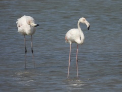 Phoenicopterus roseus