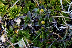 Aphanactis jamesoniana