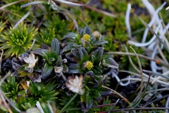 Aphanactis jamesoniana