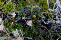 Aphanactis jamesoniana