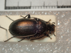 Ophiocarabus