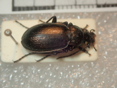 Ophiocarabus