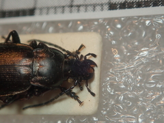 Ophiocarabus