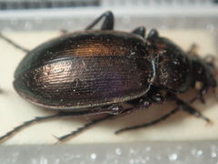 Ophiocarabus