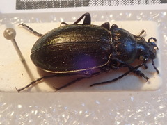 Ophiocarabus