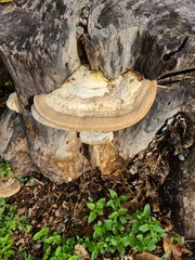 Trametes lactinea