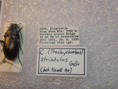 Ophiocarabus