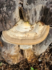 Trametes lactinea