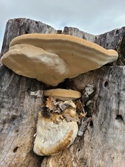 Trametes lactinea