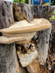Trametes lactinea