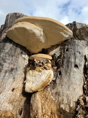 Trametes lactinea
