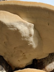 Trametes lactinea