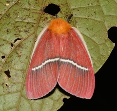 Pseudodirphia menander