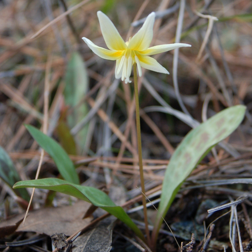 Erythronium multiscapideum