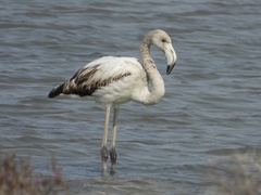 Phoenicopterus roseus