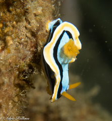 Chromodoris annae