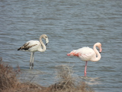 Phoenicopterus roseus