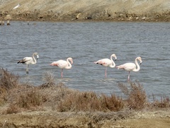 Phoenicopterus roseus